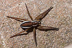 BB 12 0403 / Dolomedes fimbriatus